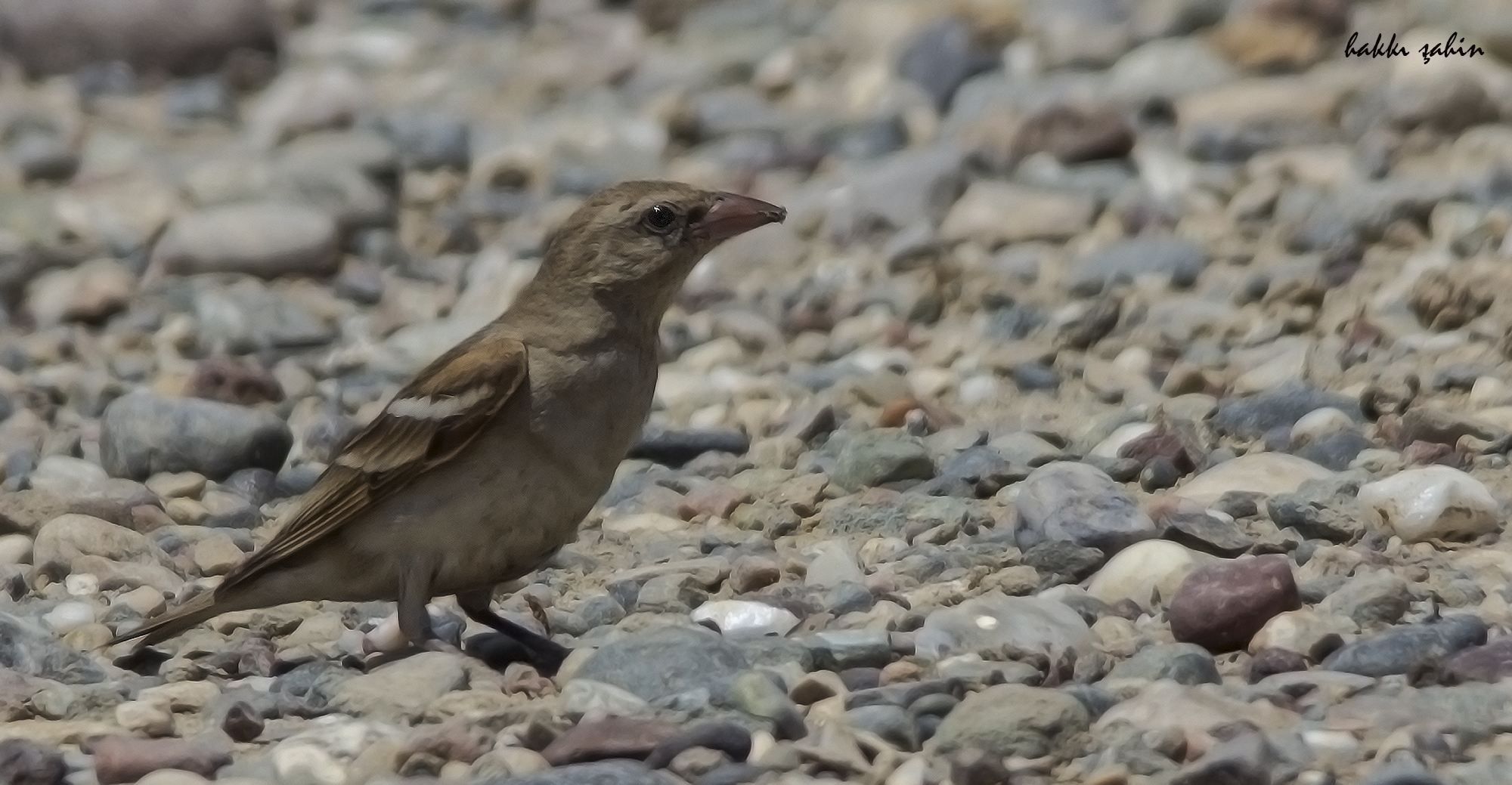 Pale Rockfinch